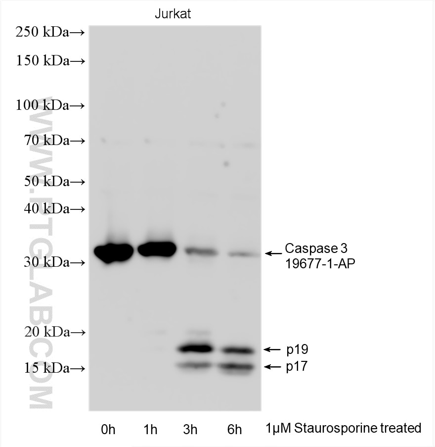 Western Blot (WB) analysis of various lysates using Caspase 3/p17/p19 Polyclonal antibody (19677-1-AP)