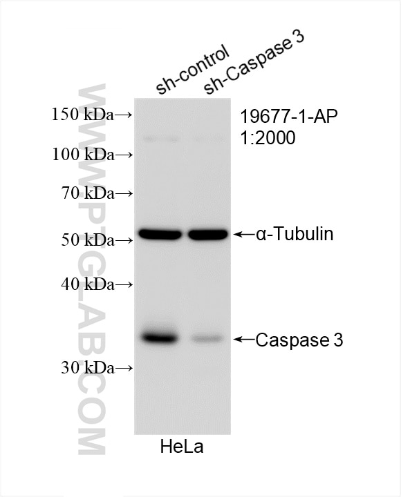 Western Blot (WB) analysis of HeLa cells using Caspase 3/P17/P19 Polyclonal antibody (19677-1-AP)