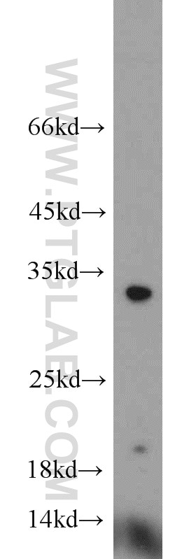 Western Blot (WB) analysis of mouse spleen tissue using Caspase 3/p17/p19 Polyclonal antibody (19677-1-AP)