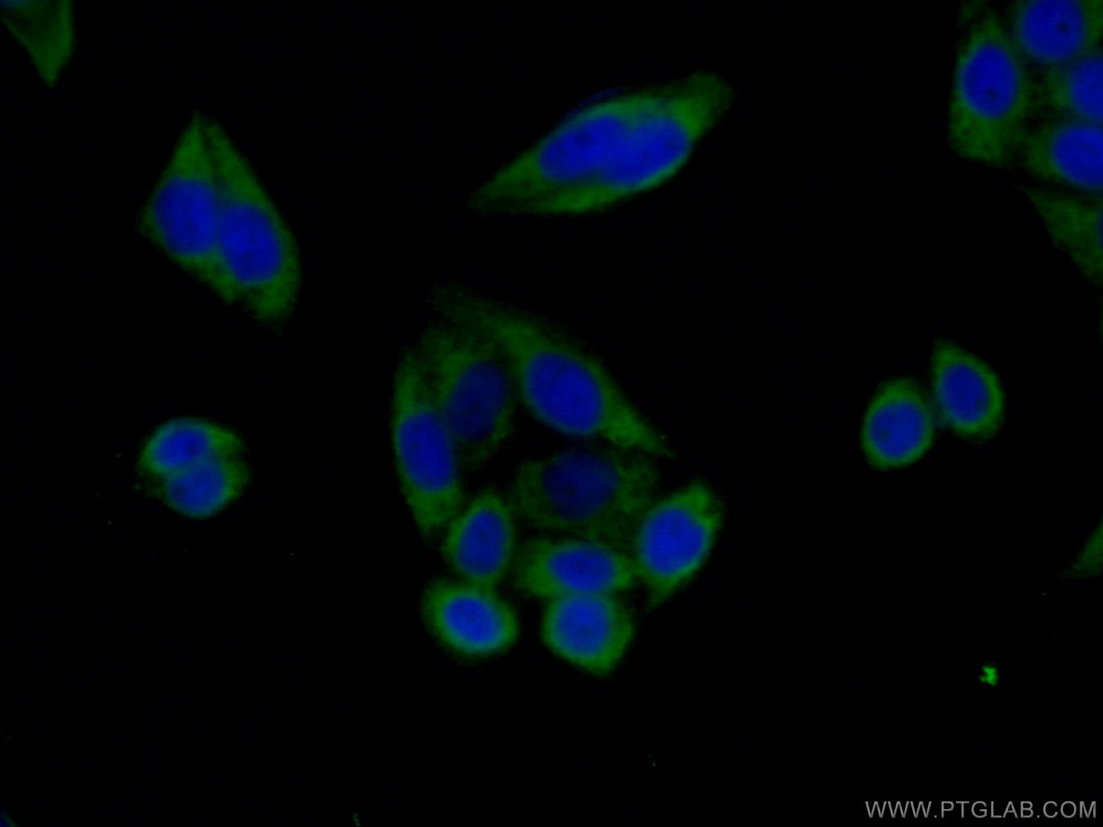 Immunofluorescence (IF) / fluorescent staining of HeLa cells using Caspase 3(human specific) Monoclonal antibody (66470-1-Ig)