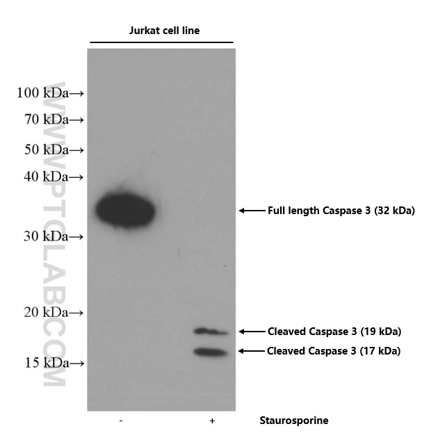 Western Blot (WB) analysis of Jurkat cells using Caspase 3(human specific) Monoclonal antibody (66470-1-Ig)