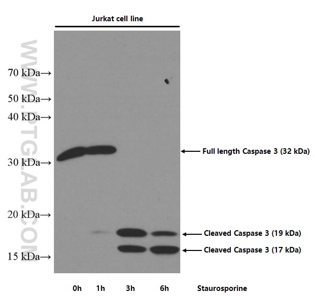 Western Blot (WB) analysis of Jurkat cells using Caspase 3(human specific) Monoclonal antibody (66470-1-Ig)