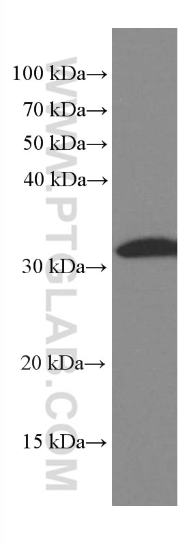 Western Blot (WB) analysis of HEK-293 cells using Caspase 3(human specific) Monoclonal antibody (66470-1-Ig)