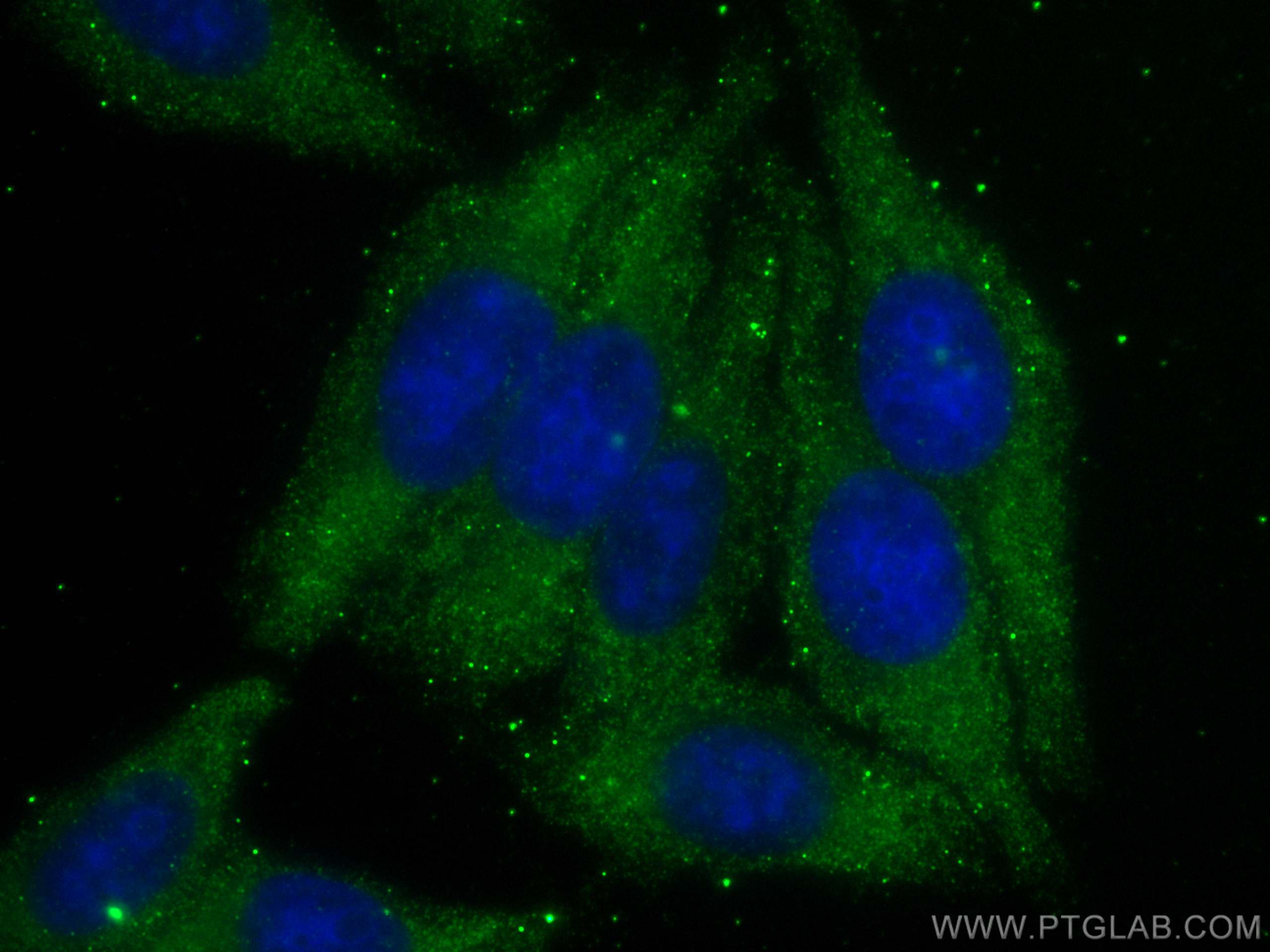 Immunofluorescence (IF) / fluorescent staining of HepG2 cells using Caspase 3/p17/p19 Monoclonal antibody (66470-2-Ig)