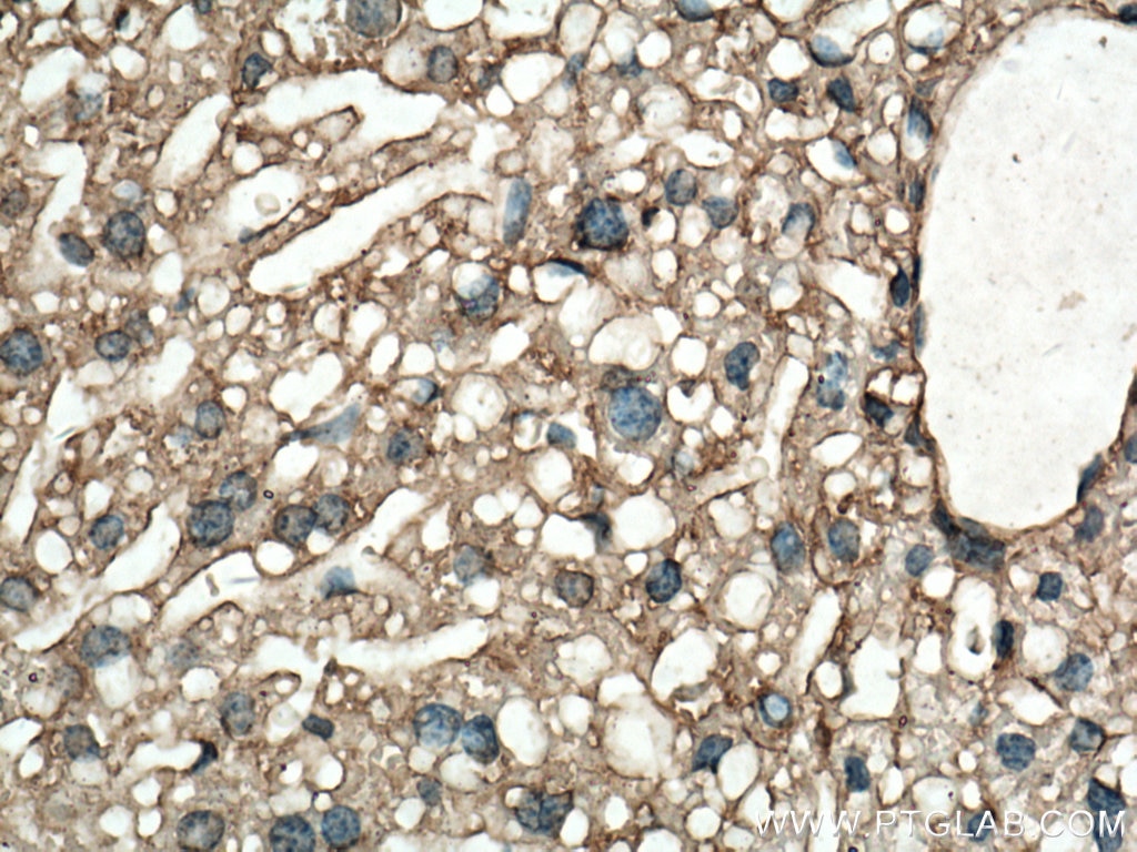 IHC staining of mouse liver using 66470-2-Ig