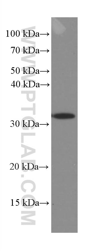 Western Blot (WB) analysis of Jurkat cells using Caspase 3/p17/p19 Monoclonal antibody (66470-2-Ig)