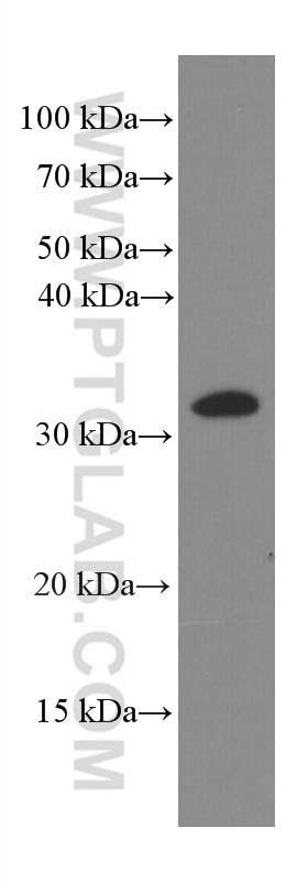 Western Blot (WB) analysis of NIH/3T3 cells using Caspase 3/p17/p19 Monoclonal antibody (66470-2-Ig)