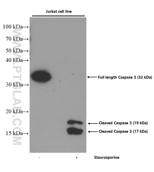 Western Blot (WB) analysis of Jurkat cells using Caspase 3/p17/p19 Monoclonal antibody (66470-2-Ig)