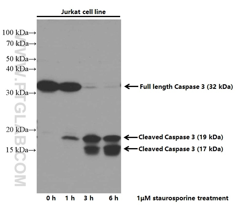 WB analysis of Jurkat using 66470-2-Ig