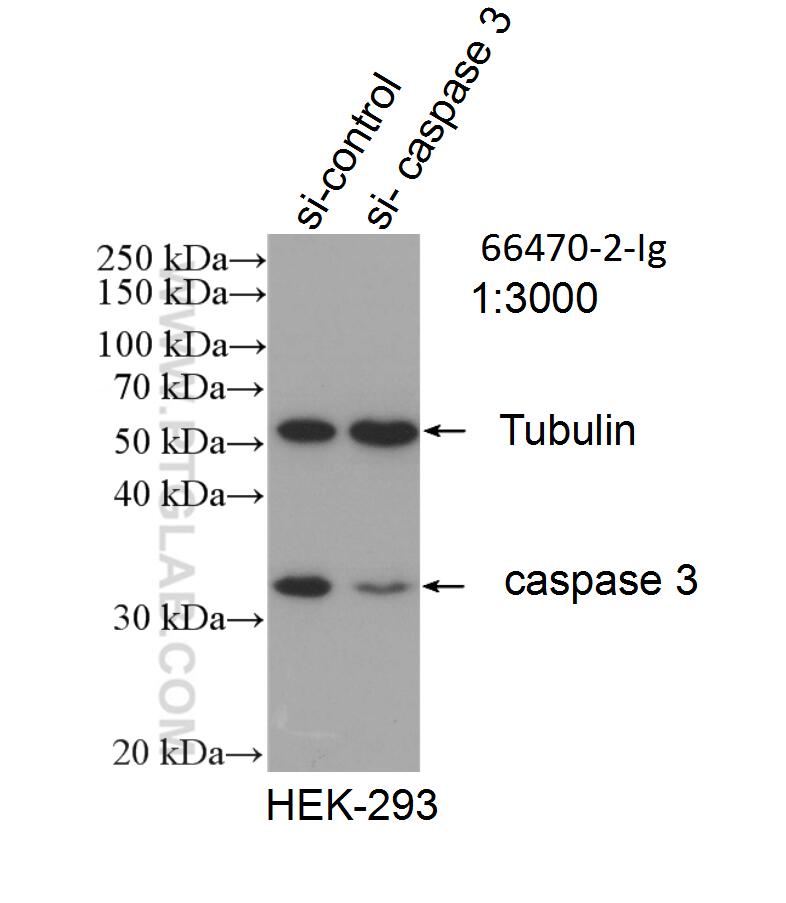 Western Blot (WB) analysis of HEK-293 cells using Caspase 3/p17/p19 Monoclonal antibody (66470-2-Ig)