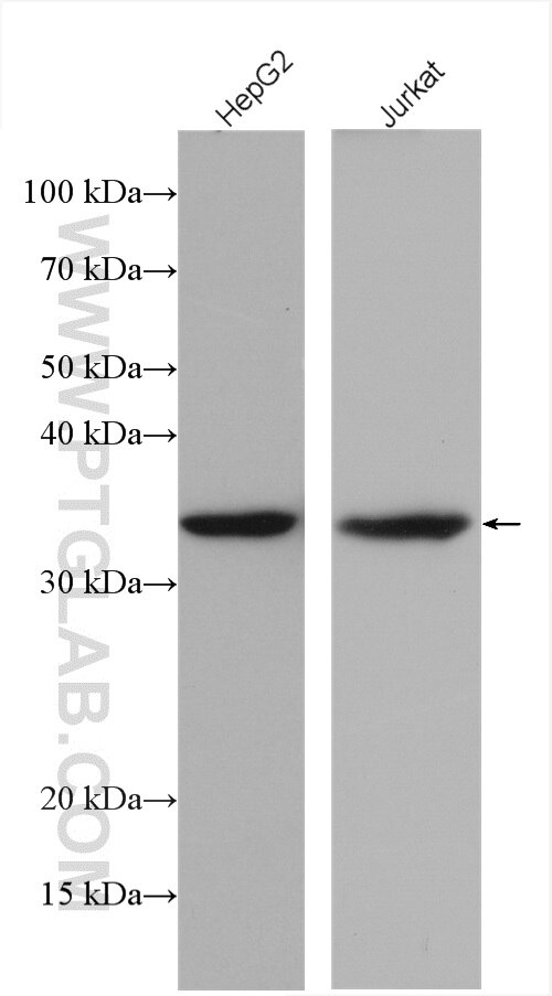 Western Blot (WB) analysis of various lysates using Caspase 3/p17/p19 Monoclonal antibody (66470-2-Ig)