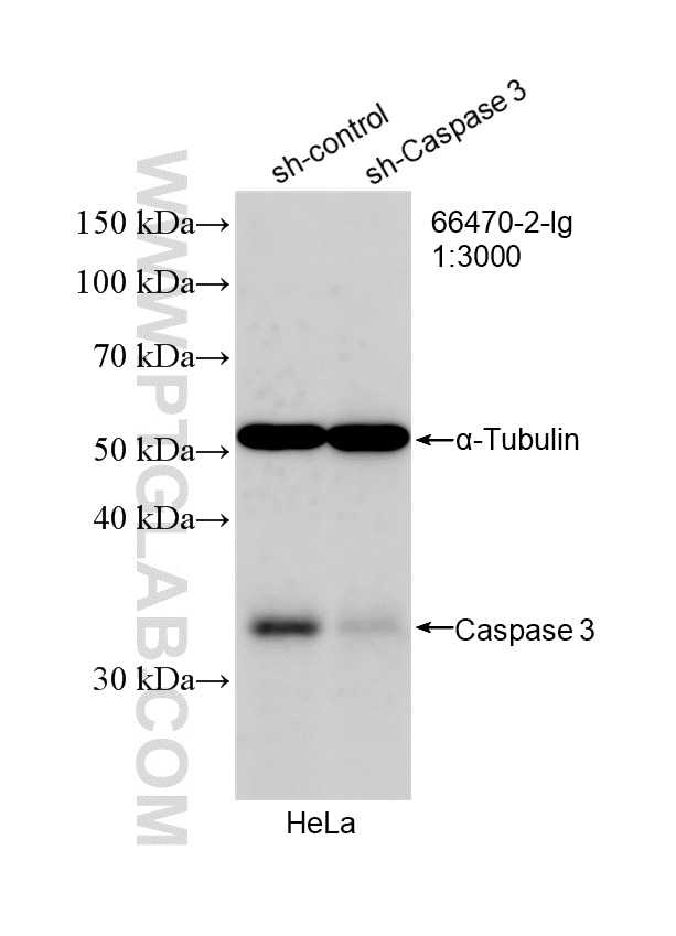 Western Blot (WB) analysis of HeLa cells using Caspase 3/P17/P19 Monoclonal antibody (66470-2-Ig)