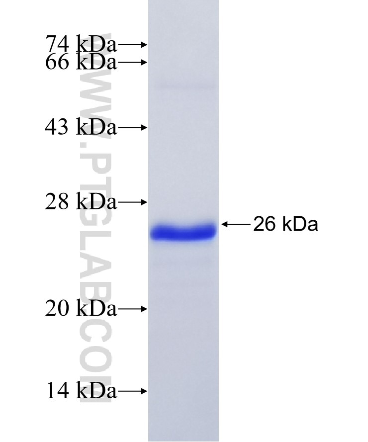 CASP3 fusion protein Ag25029 SDS-PAGE