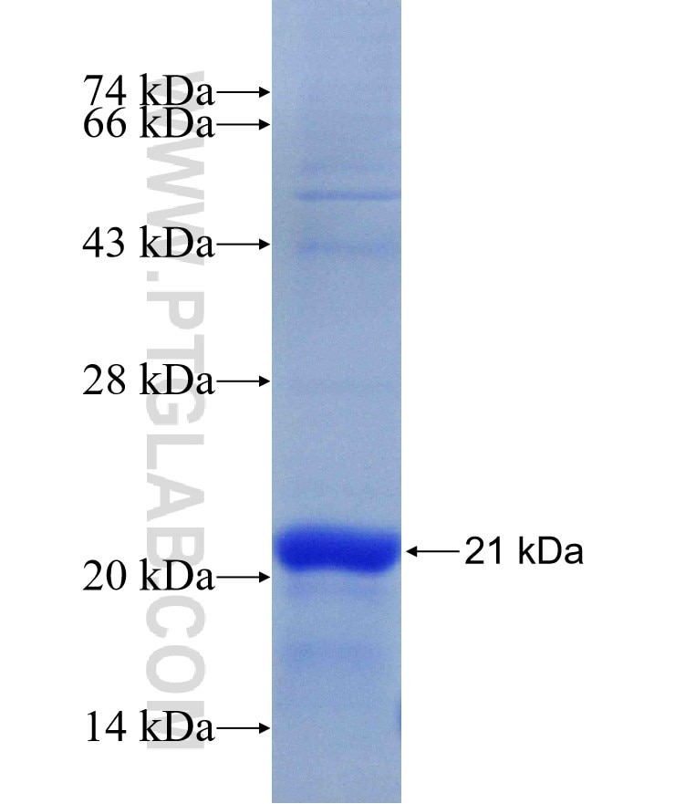 CASP3 fusion protein Ag30092 SDS-PAGE