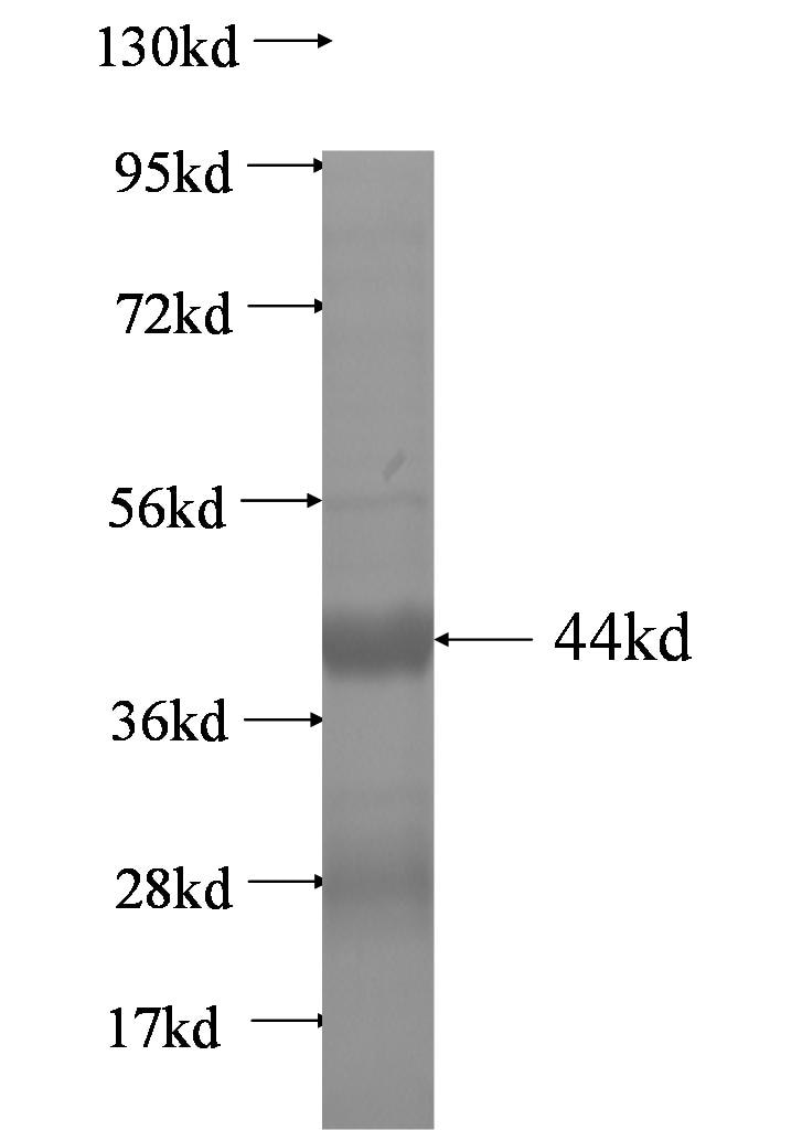 CASP3 fusion protein Ag0894 SDS-PAGE