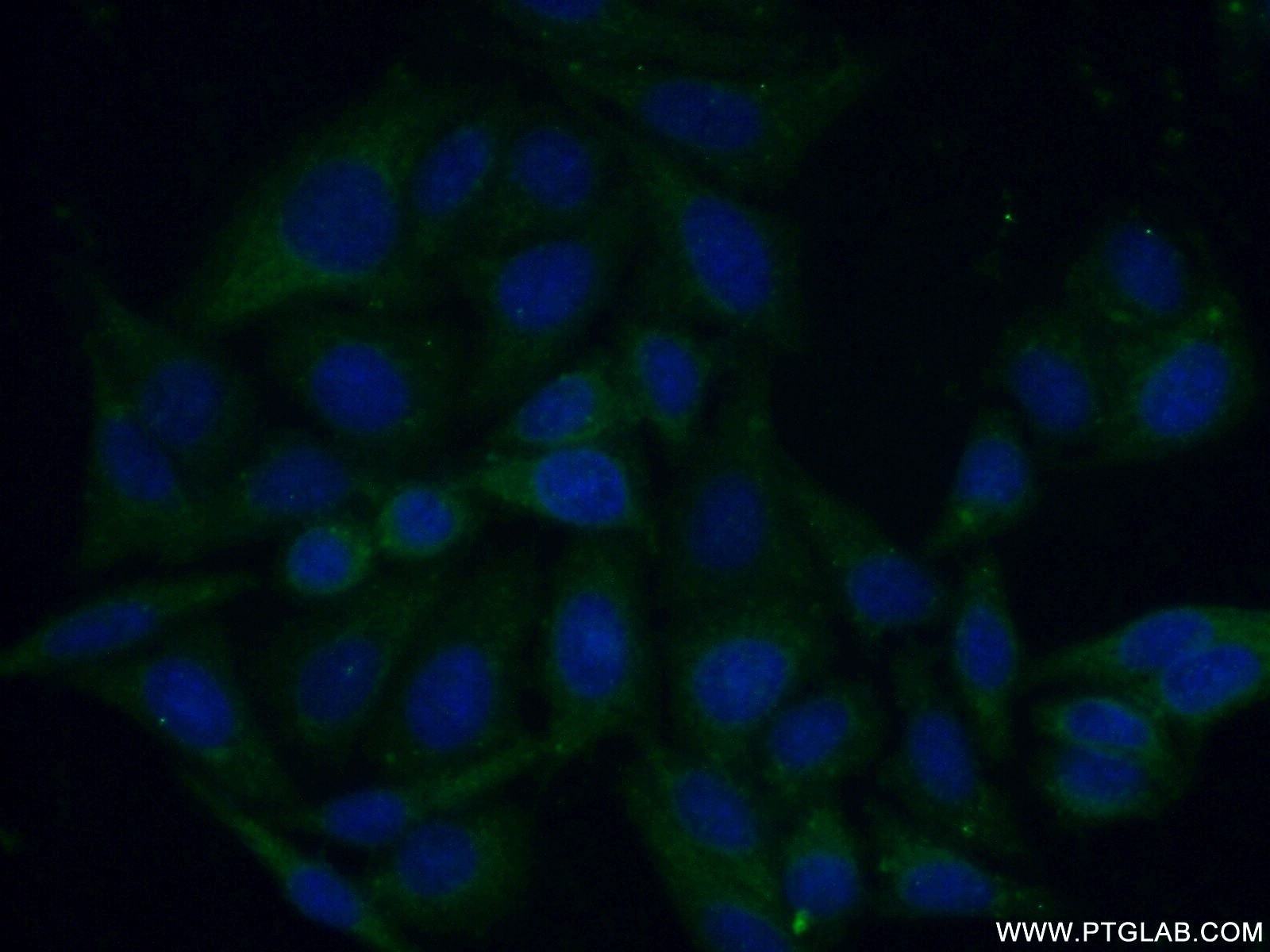 Immunofluorescence (IF) / fluorescent staining of HepG2 cells using Caspase 4/p20/p10 Polyclonal antibody (11856-1-AP)