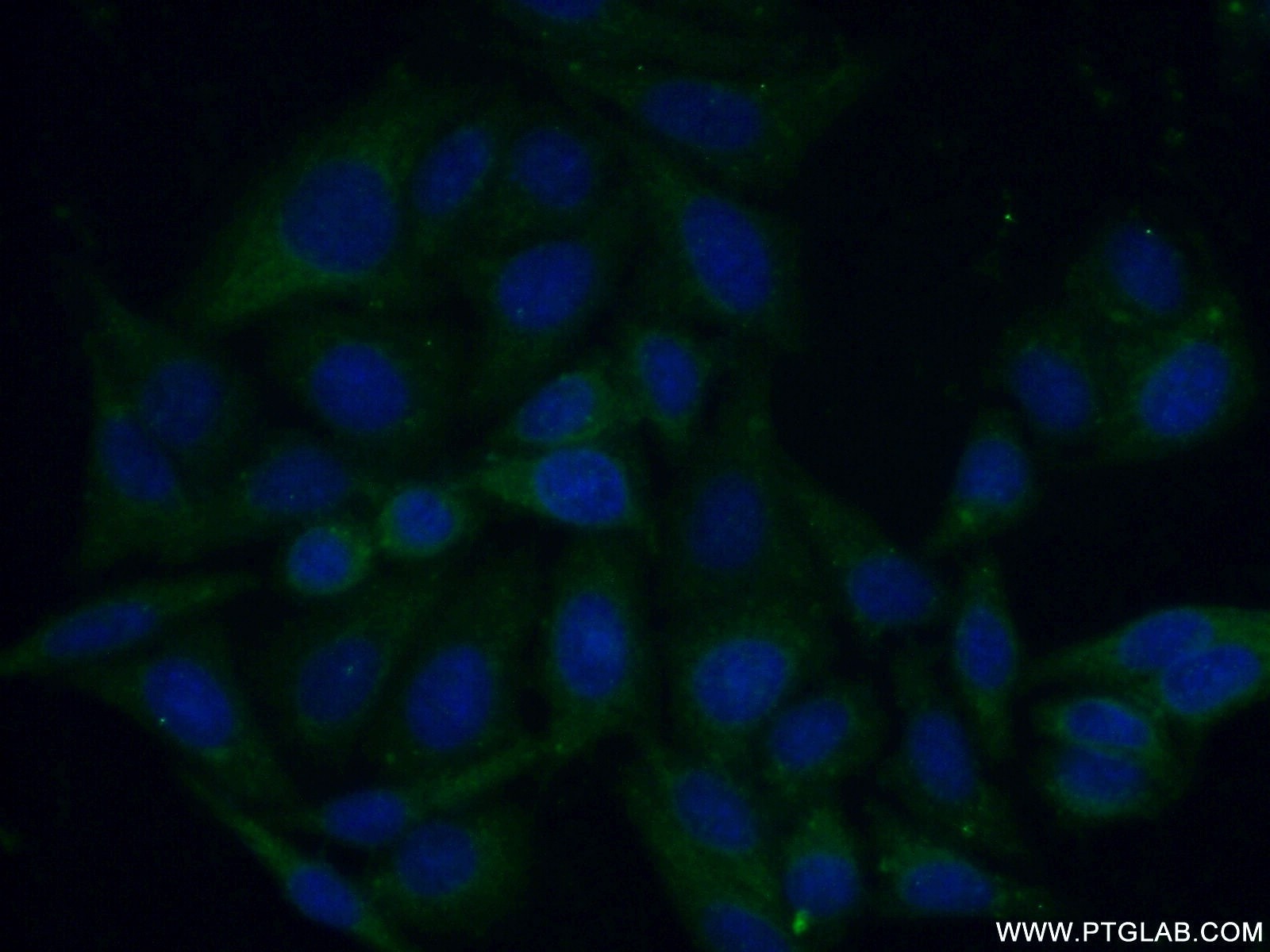 IF Staining of HepG2 using 11856-1-AP