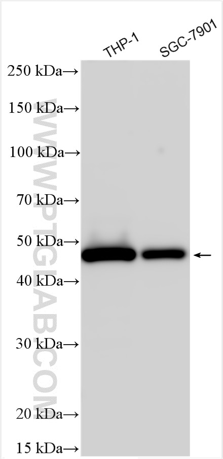 Western Blot (WB) analysis of various lysates using Caspase 4/p20/p10 Polyclonal antibody (11856-1-AP)