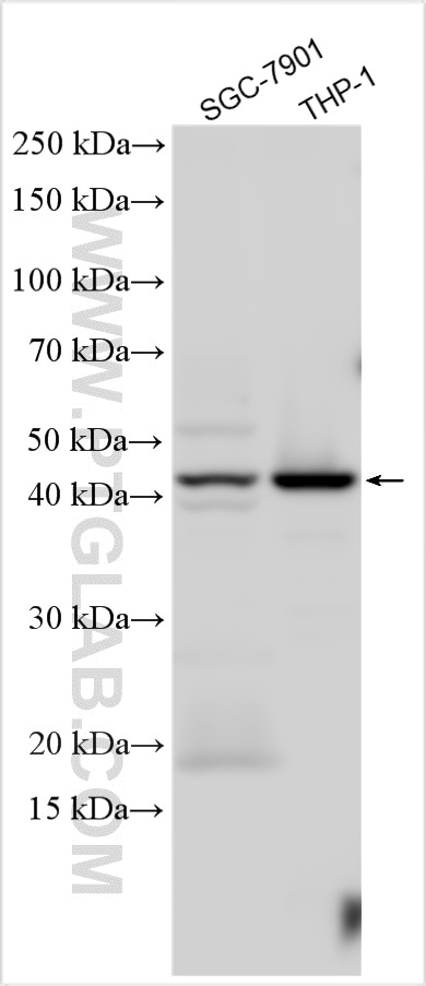 Western Blot (WB) analysis of various lysates using Caspase 4/p20/p10 Polyclonal antibody (11856-1-AP)