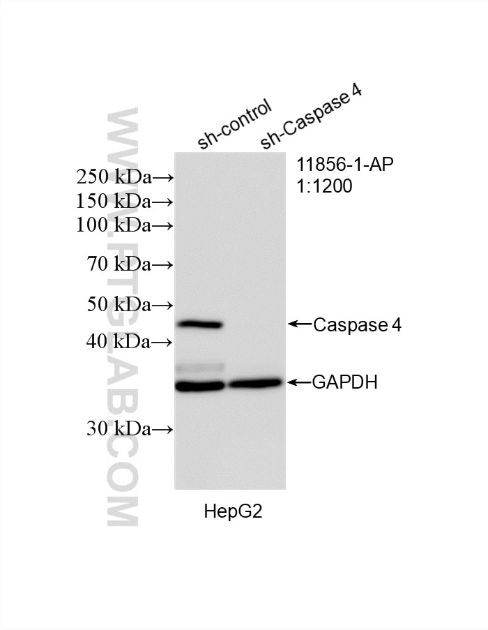Western Blot (WB) analysis of HepG2 cells using Caspase 4/P20/P10 Polyclonal antibody (11856-1-AP)