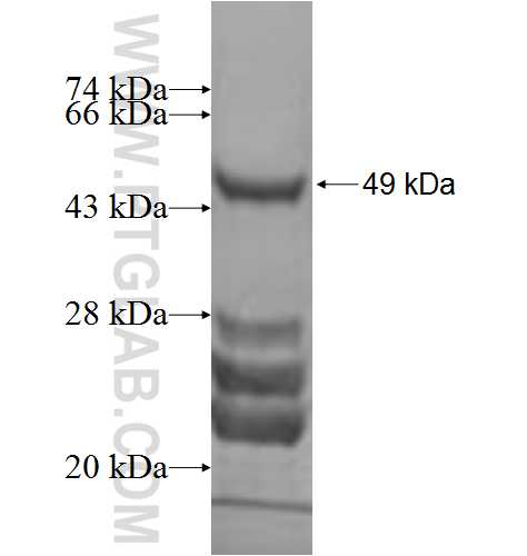 Caspase 4 fusion protein Ag2429 SDS-PAGE