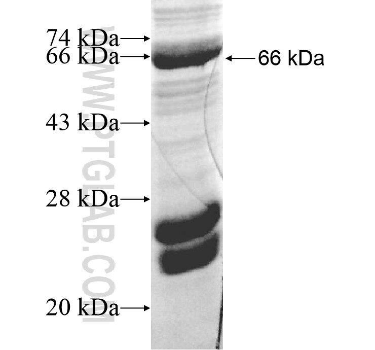 Caspase 5 fusion protein Ag12437 SDS-PAGE