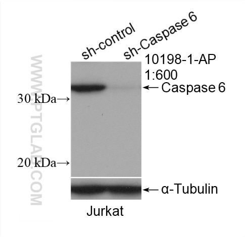Western Blot (WB) analysis of Jurkat cells using Caspase 6/p18/p11 Polyclonal antibody (10198-1-AP)