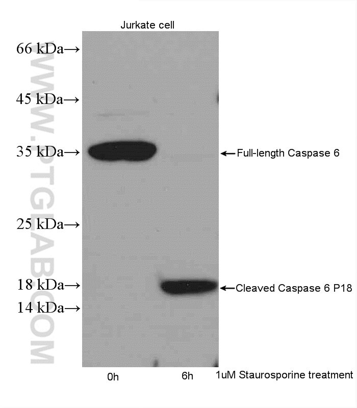 Western Blot (WB) analysis of Jurkat cells using Caspase 6/p18/p11 Polyclonal antibody (10198-1-AP)