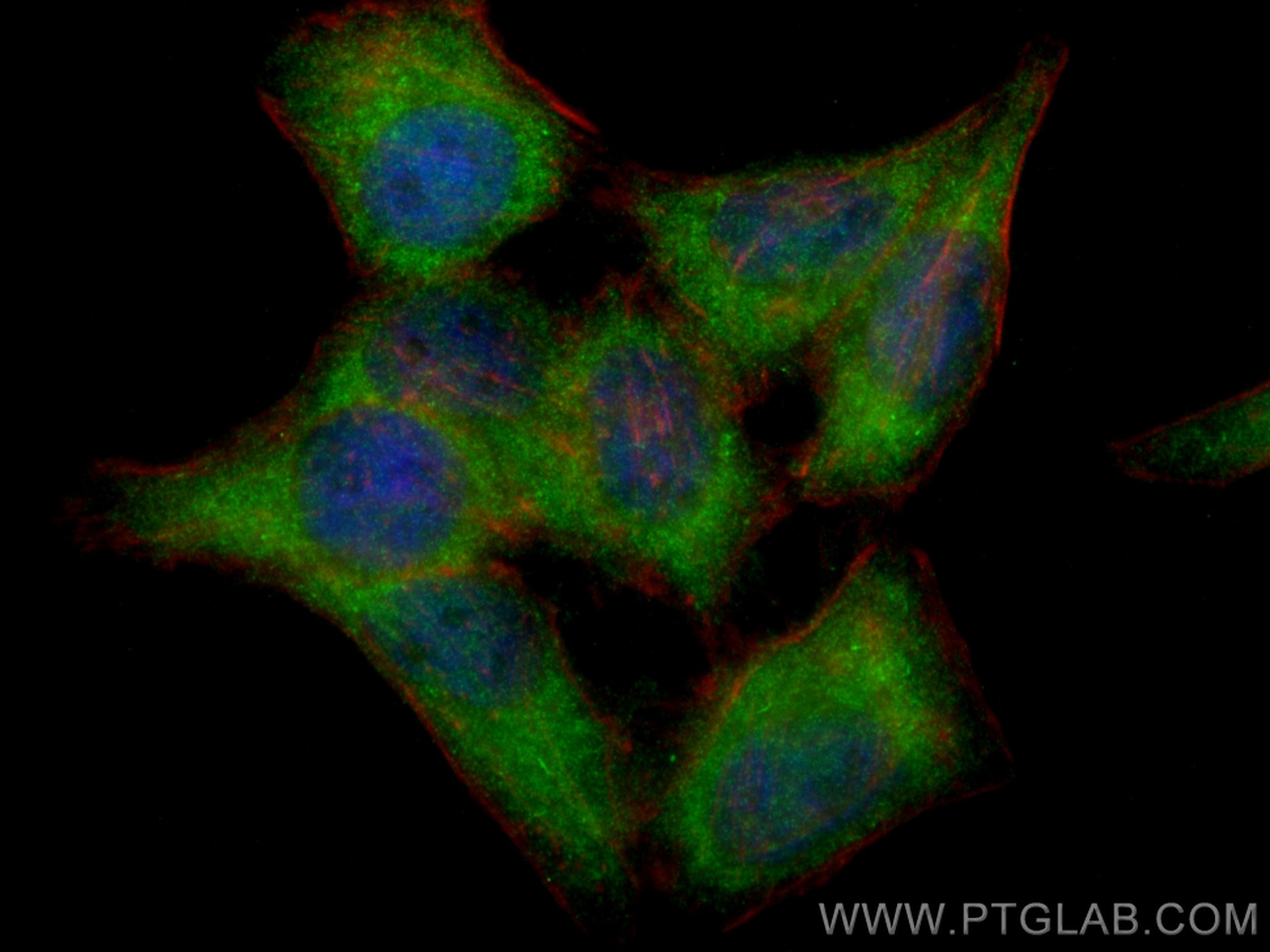 Immunofluorescence (IF) / fluorescent staining of HepG2 cells using Caspase 8/p43/p18 Polyclonal antibody (13423-1-AP)