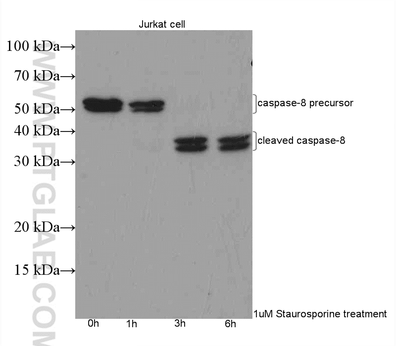 Western Blot (WB) analysis of Jurkat cells using Caspase 8/p43/p18 Polyclonal antibody (13423-1-AP)