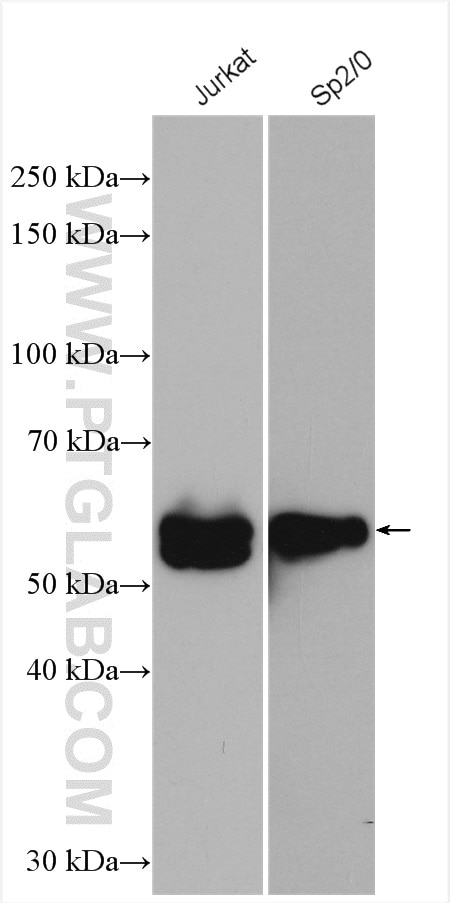 Western Blot (WB) analysis of various lysates using Caspase 8/p43/p18 Polyclonal antibody (13423-1-AP)