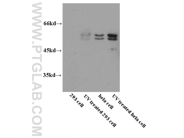 Western Blot (WB) analysis of UV treated Hela using Caspase 8/p43/p18 Polyclonal antibody (13423-1-AP)