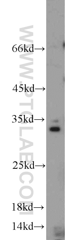 Western Blot (WB) analysis of RAW264.7 using Caspase 8/p43/p18 Polyclonal antibody (13423-1-AP)