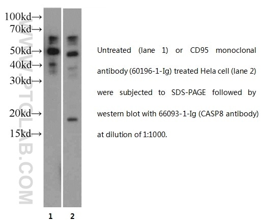 WB analysis of HeLa cells using 66093-1-Ig