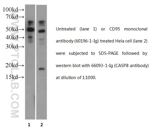 Western Blot (WB) analysis of HeLa cells using Caspase 8/p43/p18 Monoclonal antibody (66093-1-Ig)