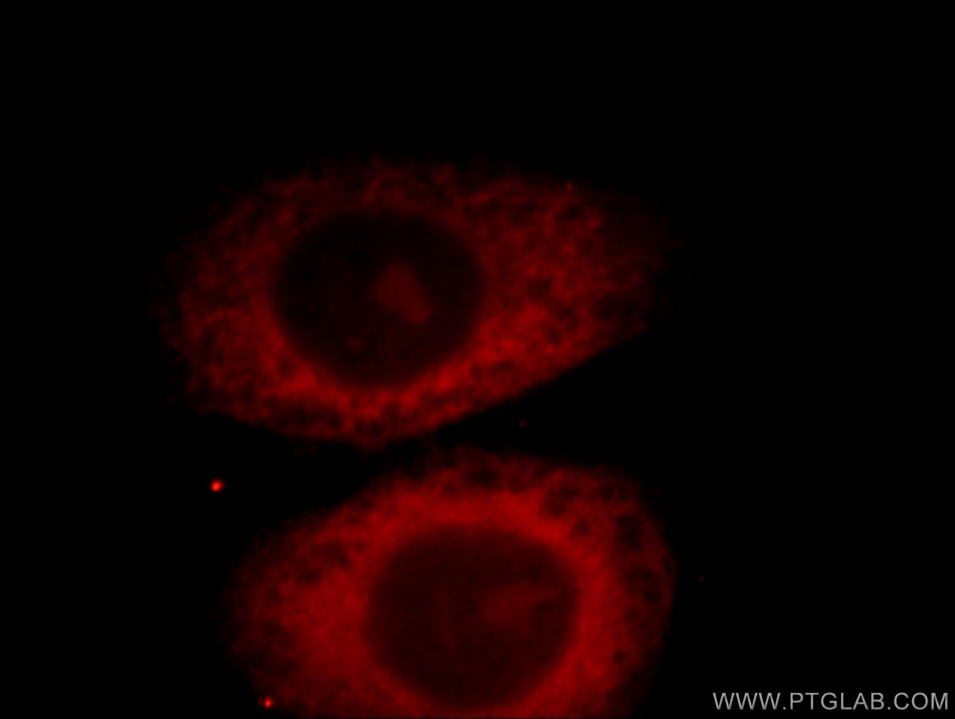 Caspase 8/p43/p18