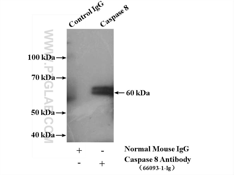 Immunoprecipitation (IP) experiment of HepG2 cells using Caspase 8/p43/p18 Monoclonal antibody (66093-1-Ig)