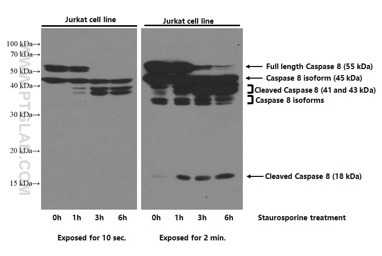 Western Blot (WB) analysis of Jurkat cells using Caspase 8/p43/p18 Monoclonal antibody (66093-1-Ig)