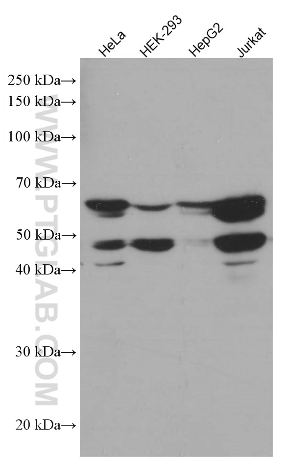 Western Blot (WB) analysis of various lysates using Caspase 8/p43/p18 Monoclonal antibody (66093-1-Ig)