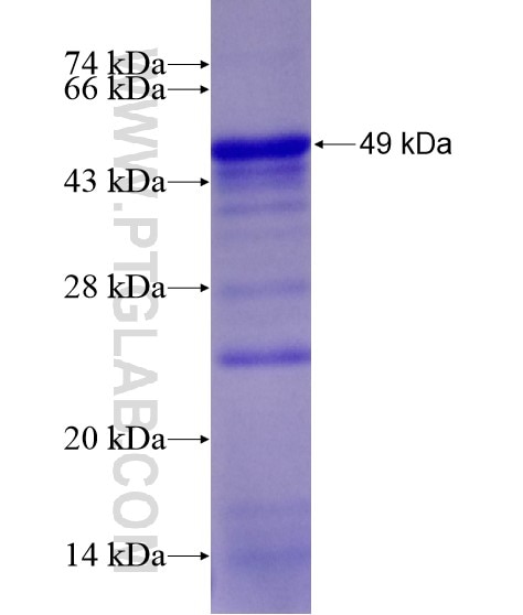 CASP8AP2 fusion protein Ag19912 SDS-PAGE