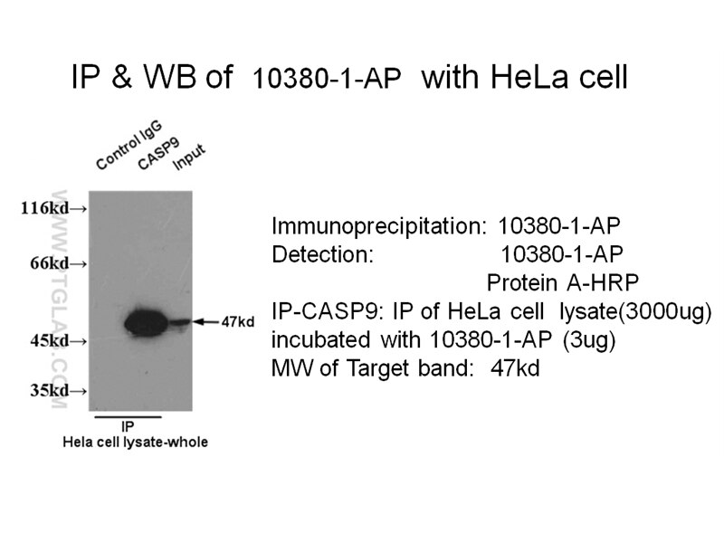 Caspase 9/p35/p10