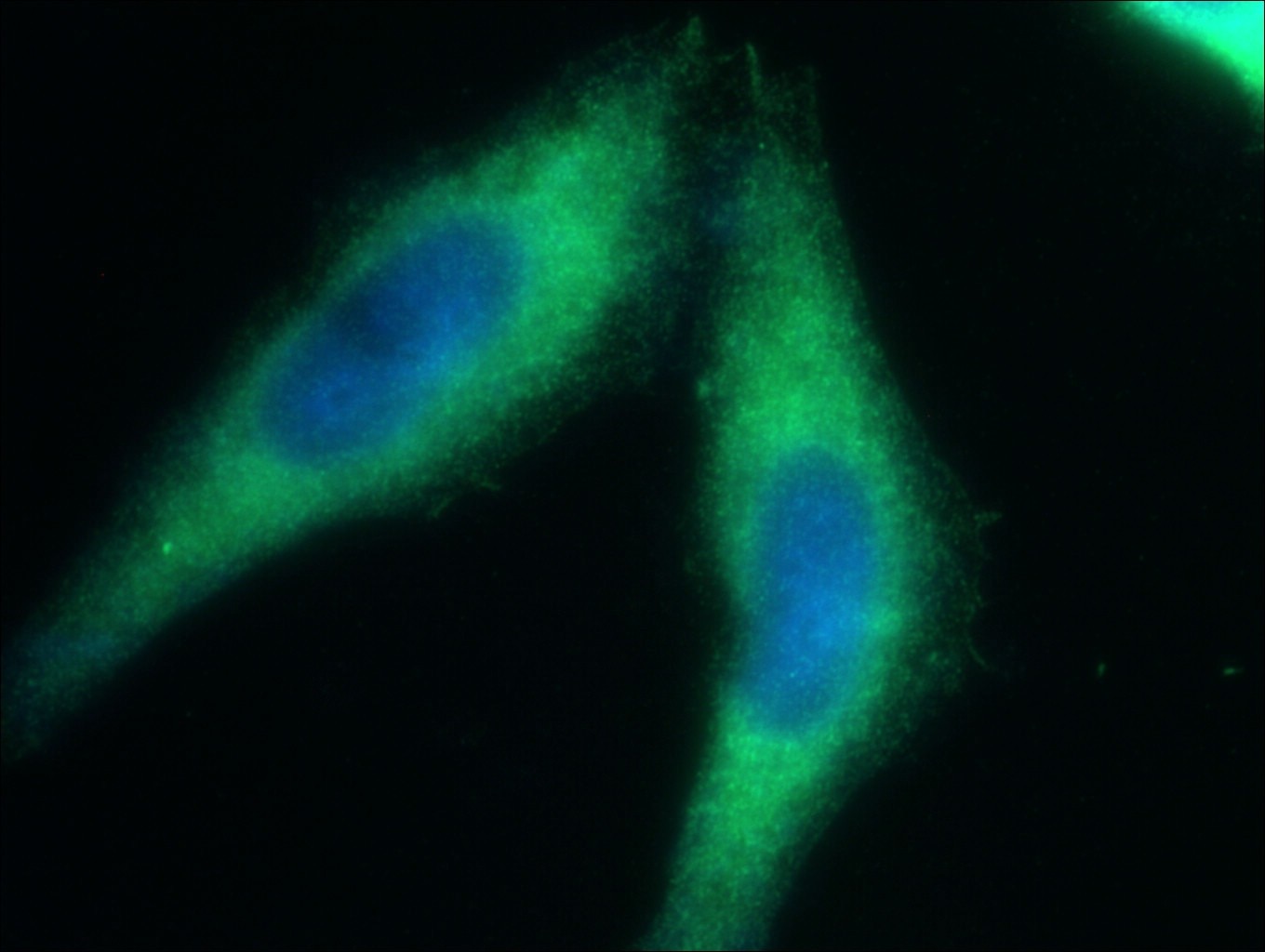Immunofluorescence (IF) / fluorescent staining of HepG2 cells using Caspase 9/p35/p10 Polyclonal antibody (10380-1-AP)