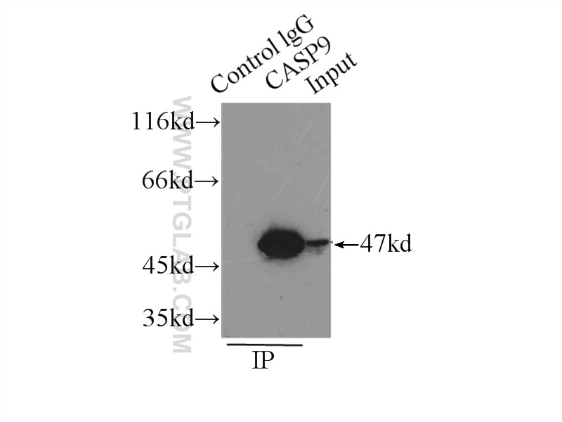Immunoprecipitation (IP) experiment of HeLa cells using Caspase 9/p35/p10 Polyclonal antibody (10380-1-AP)