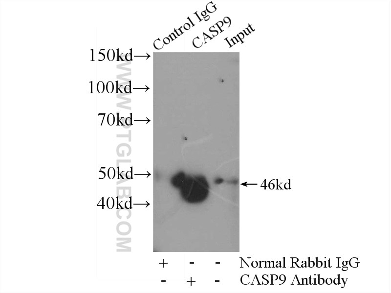 Immunoprecipitation (IP) experiment of HeLa cells using Caspase 9/p35/p10 Polyclonal antibody (10380-1-AP)