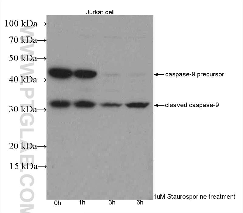 Western Blot (WB) analysis of Jurkat cells using Caspase 9/p35/p10 Polyclonal antibody (10380-1-AP)