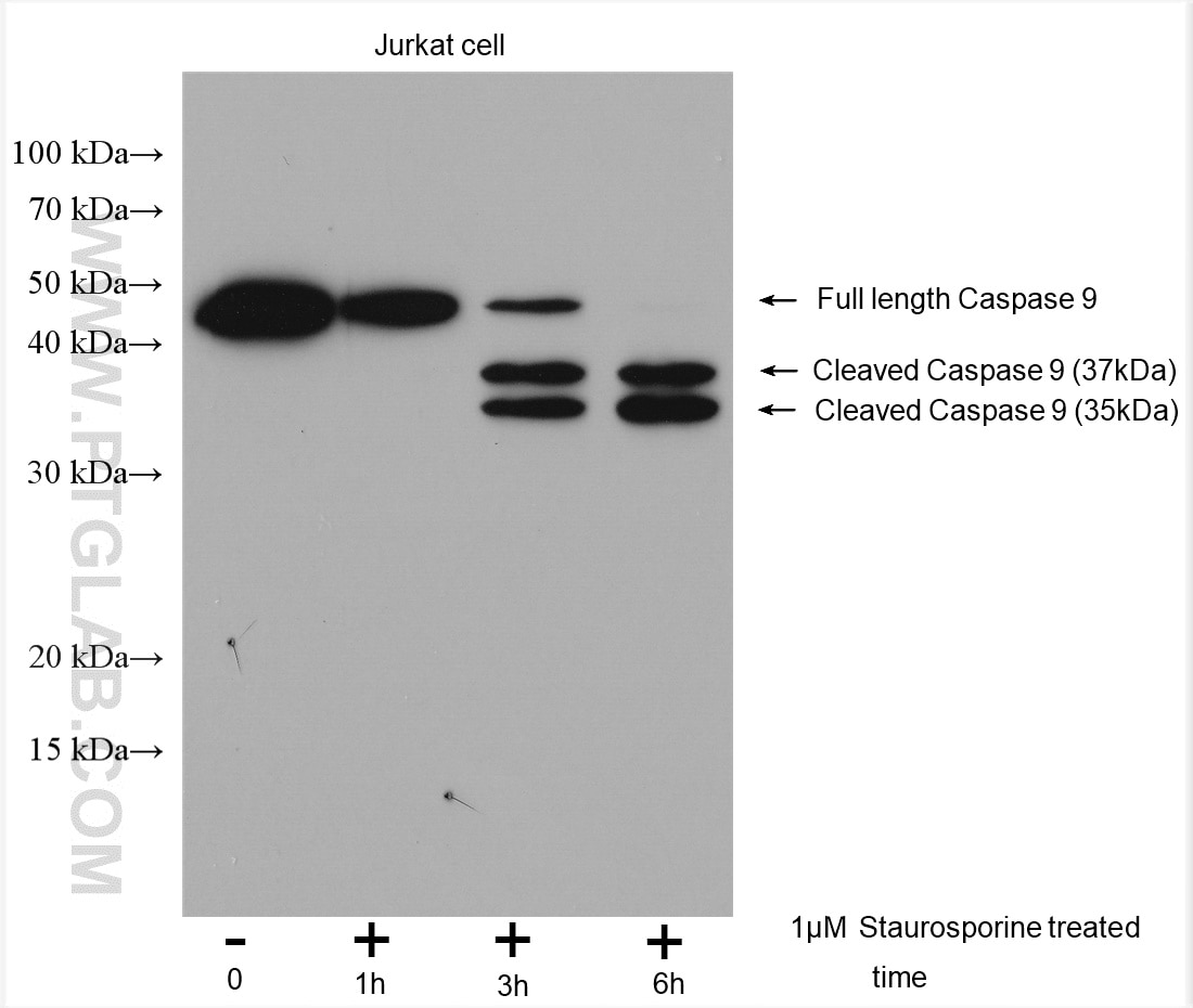 Western Blot (WB) analysis of various lysates using Caspase 9/p35/p10 Polyclonal antibody (10380-1-AP)