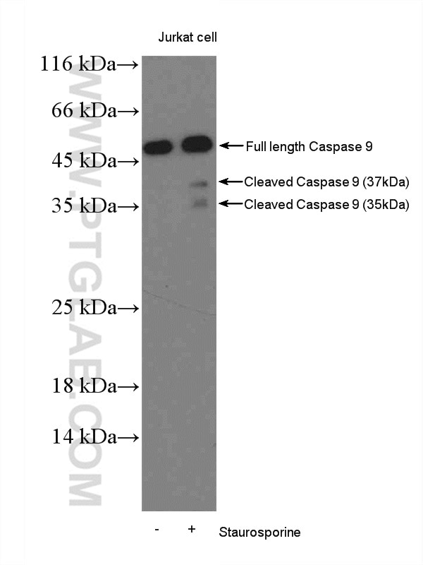 Western Blot (WB) analysis of Jurkat cells using Caspase 9/p35/p10 Polyclonal antibody (10380-1-AP)