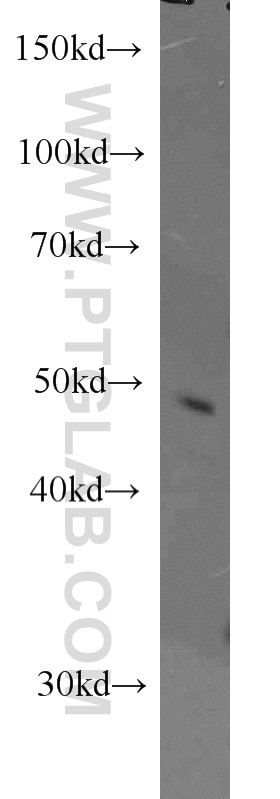 Western Blot (WB) analysis of Jurkat cells using Caspase 9/p35/p10 Polyclonal antibody (10380-1-AP)