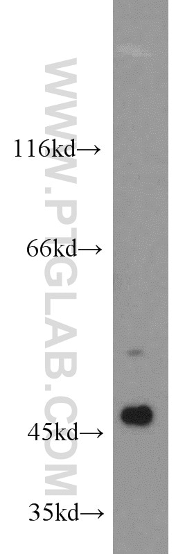 Western Blot (WB) analysis of HeLa cells using Caspase 9/p35/p10 Polyclonal antibody (10380-1-AP)