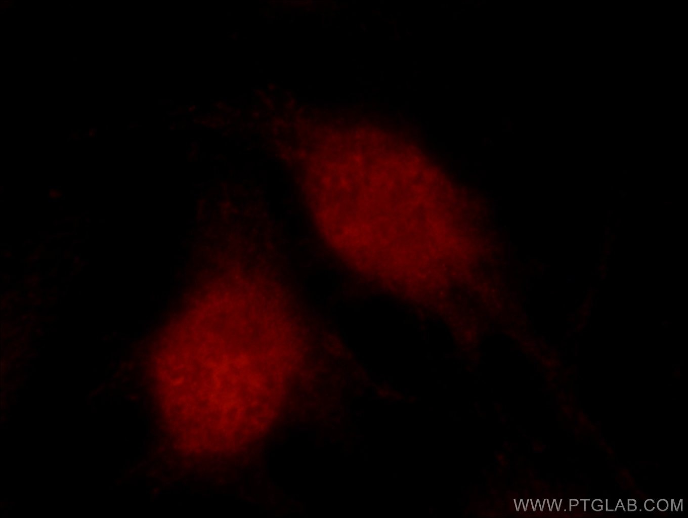 Immunofluorescence (IF) / fluorescent staining of HUVEC cells using Caspase 9/p35/p10 Polyclonal antibody (23821-1-AP)